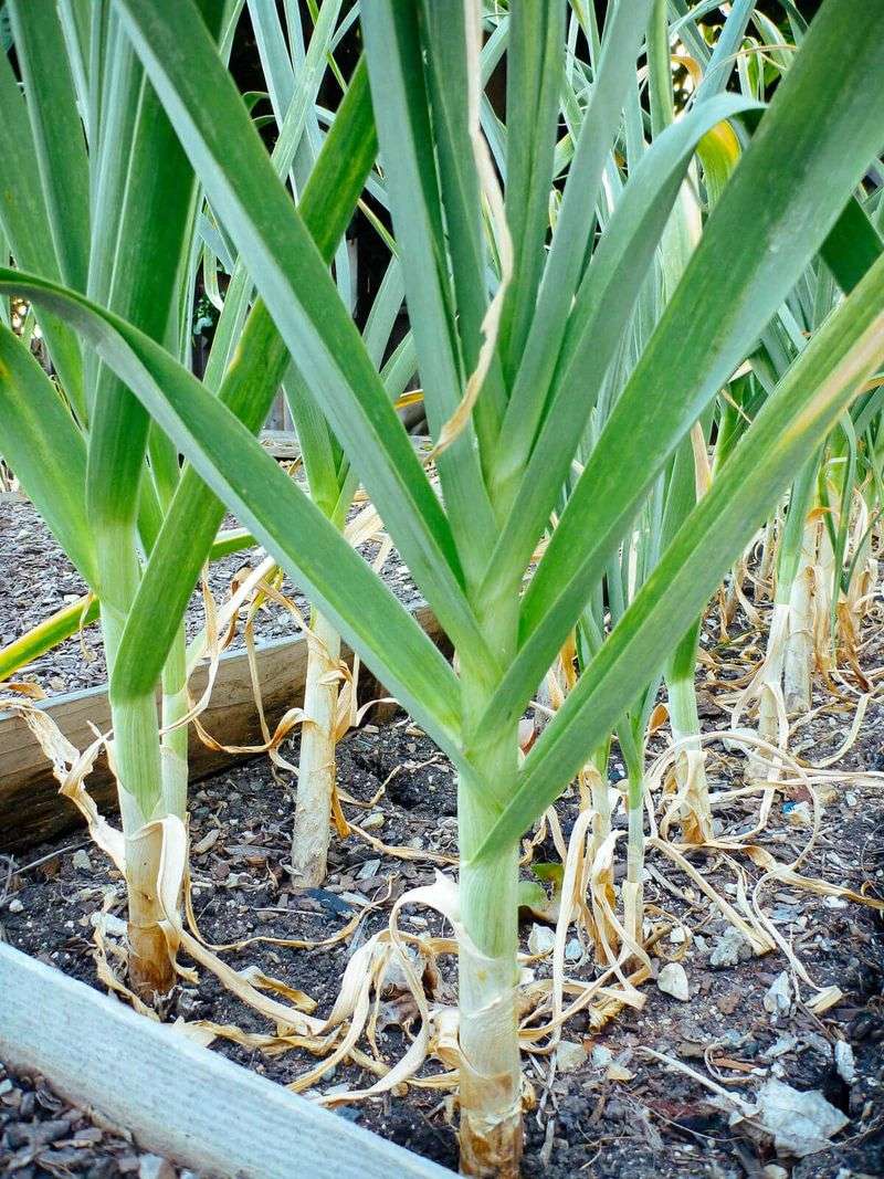 Counting Leaves The Right Way Improves Harvest Accuracy