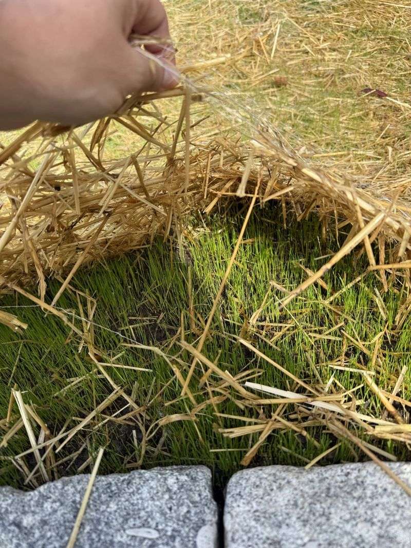 Cover Bare Seed Before It Fails Cover Bare Seed Before It Fails