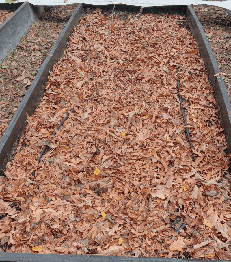 Cover Bare Soil Before Winter Rain Cover Bare Soil Before Winter Rain