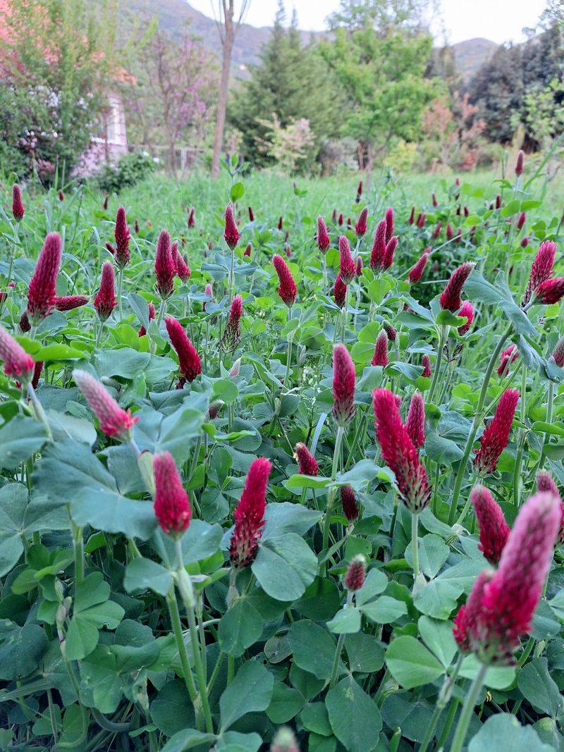 Cover Crop Seed Runs Out Before People Think To Buy It