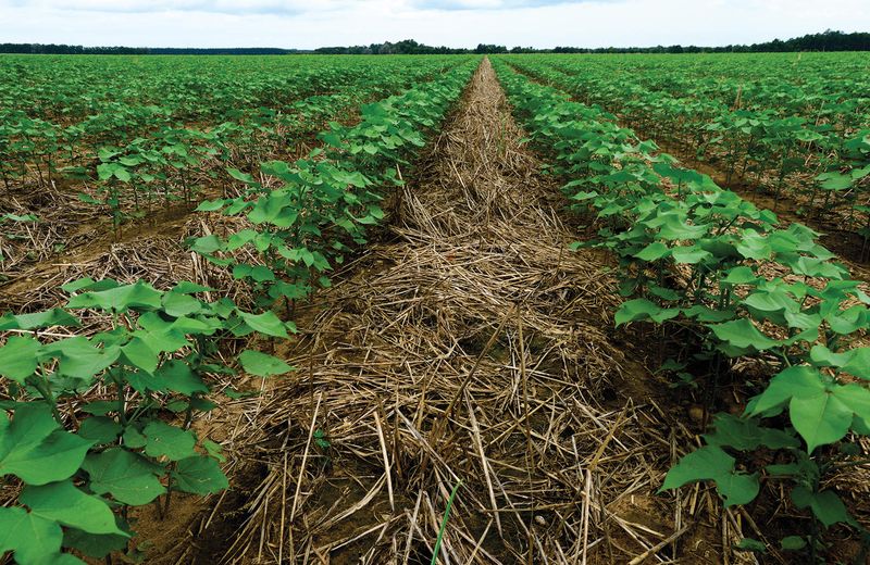 Cover Crops Add Organic Matter Cover Crops Add Organic Matter