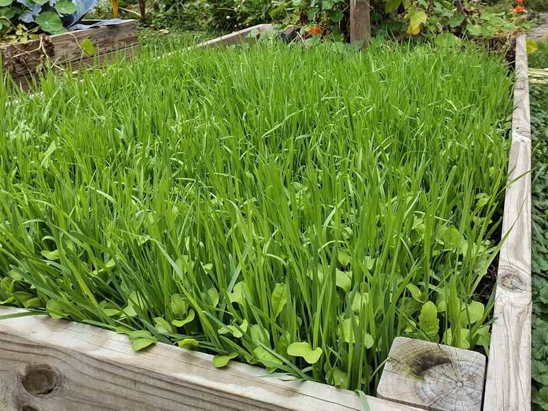 Cover Crops Can Keep Nutrients From Washing Away