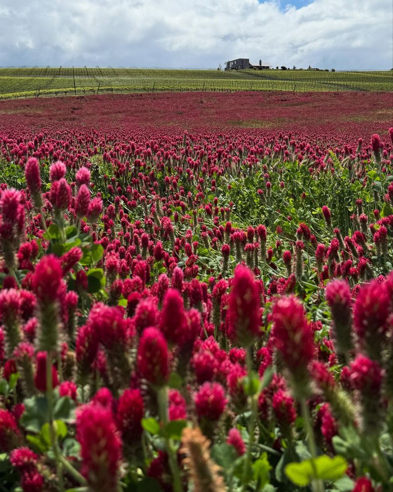 Cover Crops, Compost Timing, And Next Spring's Reward