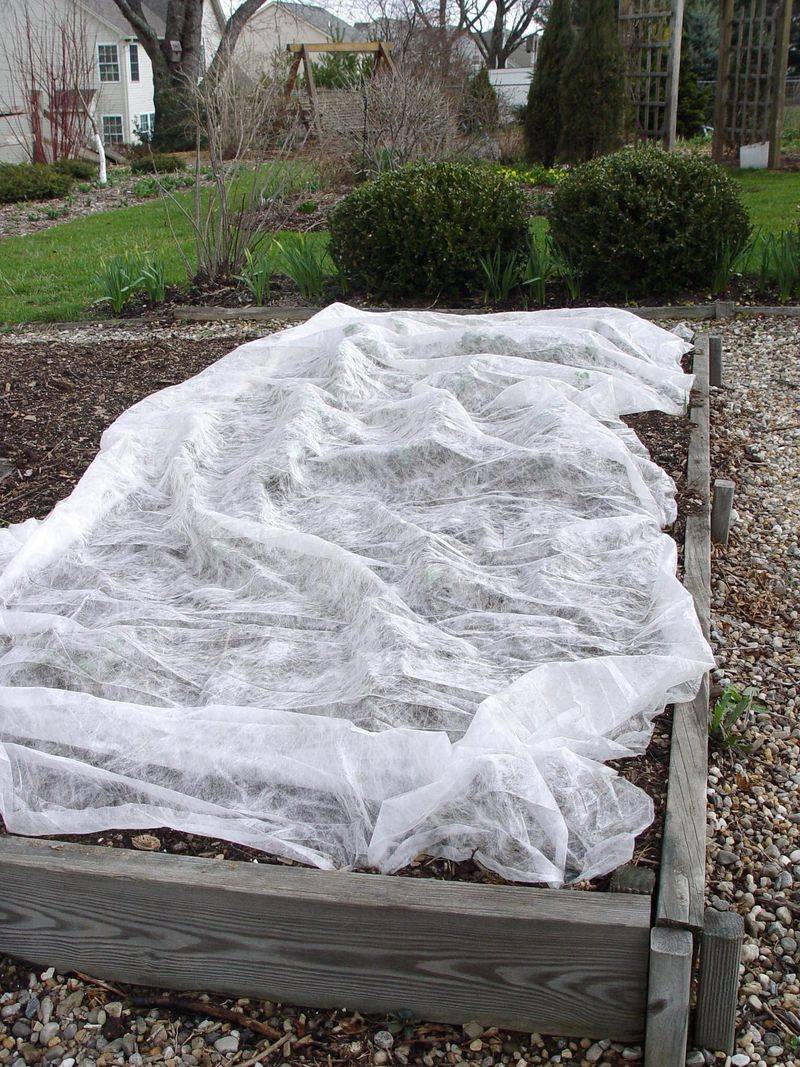 Cover Developing Pumpkins During A Brief Cold Snap Cover Developing Pumpkins During A Brief Cold Snap