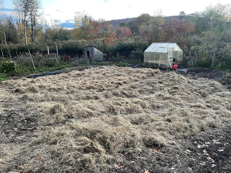 Cover Garlic With A Thick Mulch Layer
