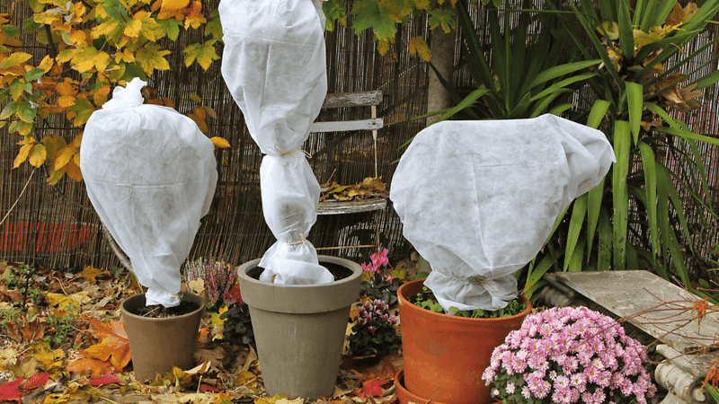 Cover Plants On Chilly Frosty Nights Cover Plants On Chilly Frosty Nights