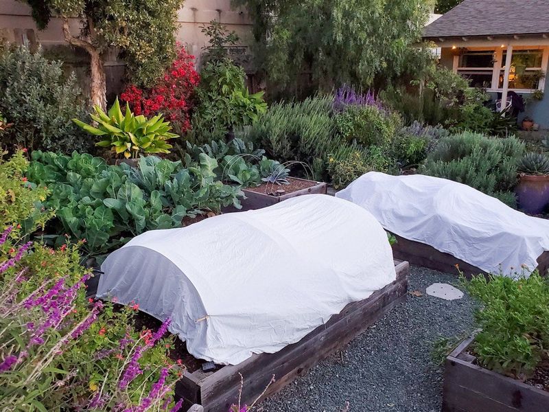 Cover Tender Plants To Shield Them From Cold