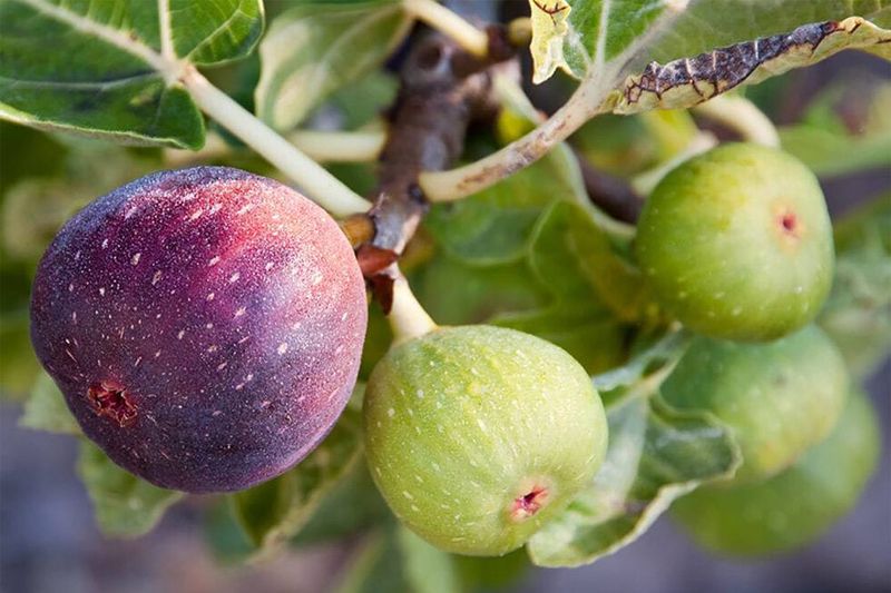 Cover Trees If Frost Threatens Fruit