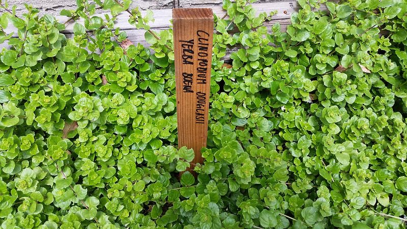 Covering Bare Soil Now Saves Work Later