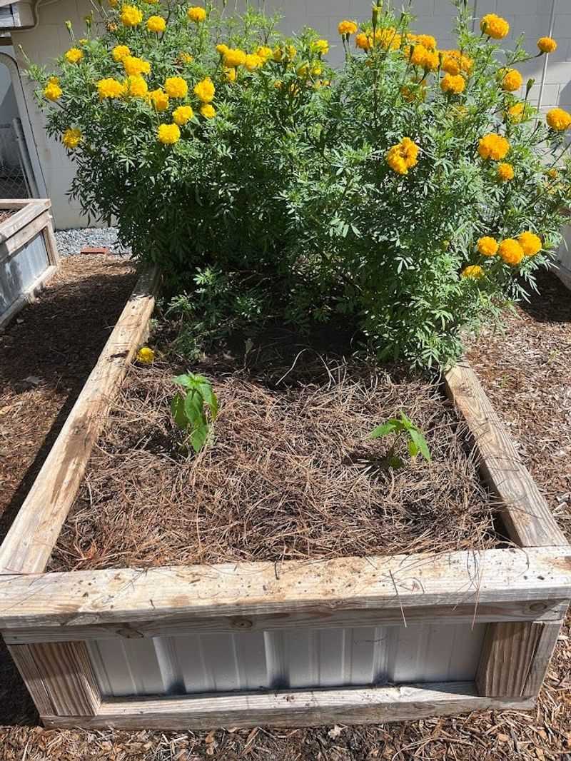 Covering The Mesh With Mulch Keeps The Bed Looking Natural Covering The Mesh With Mulch Keeps The Bed Looking Natural