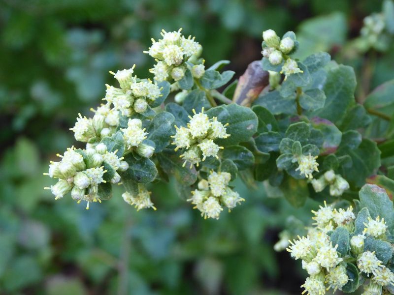 Coyote Brush Blooms When Little Else Does Coyote Brush Blooms When Little Else Does