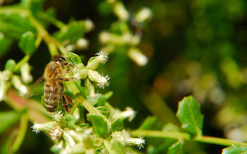 Coyote Brush Blooms When Little Else Does Coyote Brush Blooms When Little Else Does