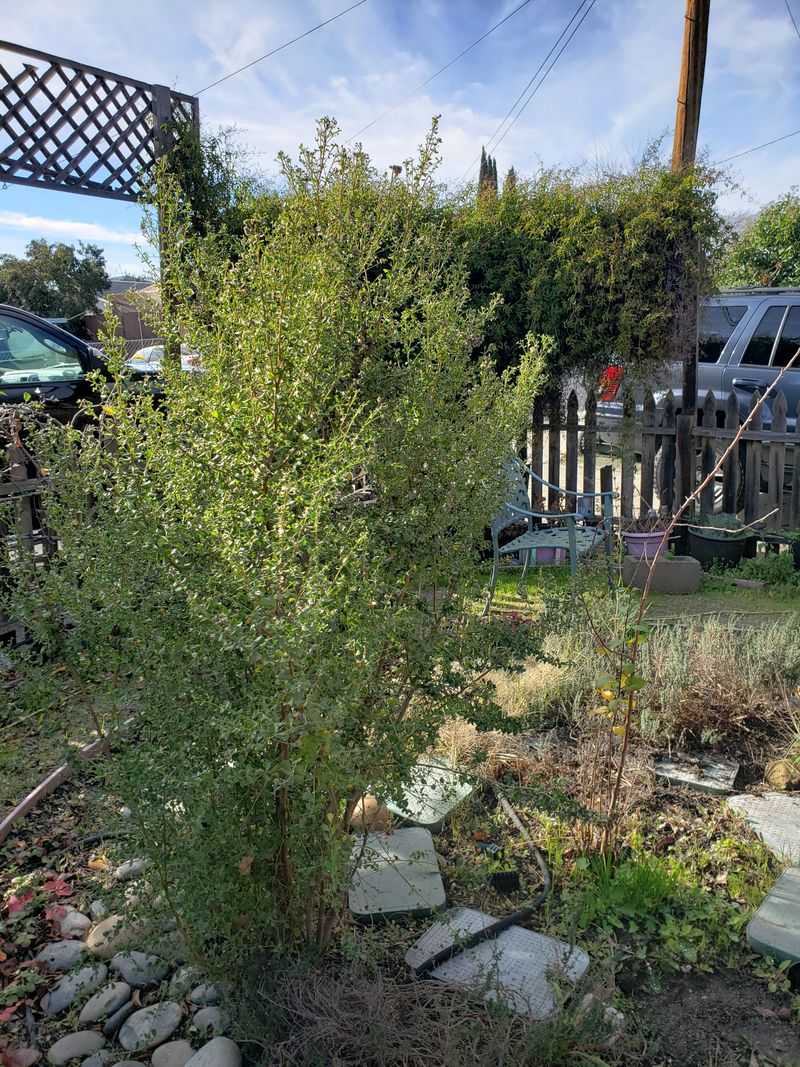 Coyote Brush Feeds Pollinators Late In Season Coyote Brush Feeds Pollinators Late In Season