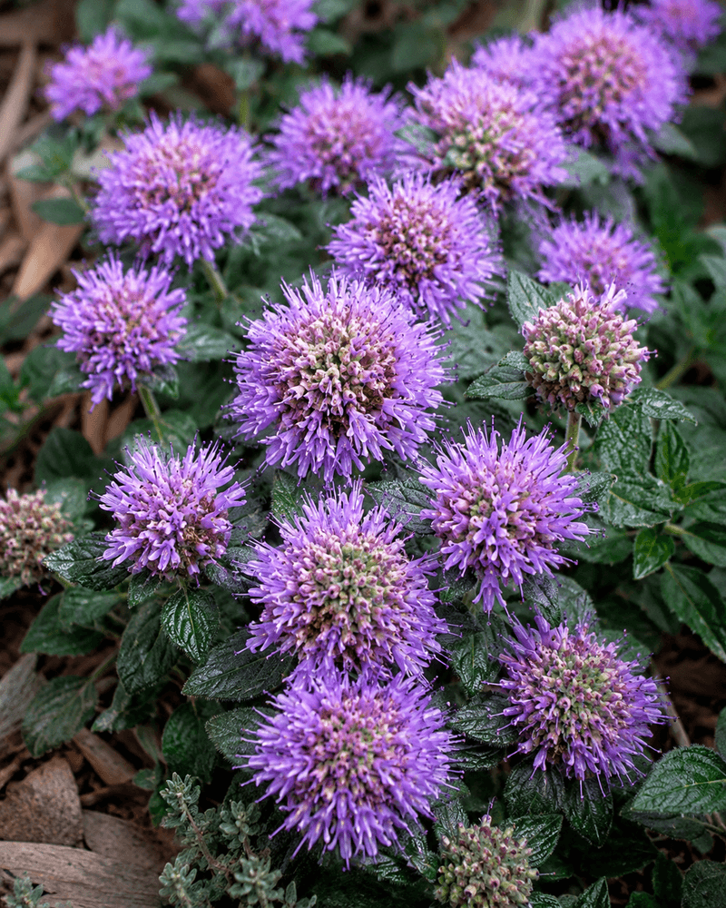 Coyote Mint, California's Sweet-Smelling Secret