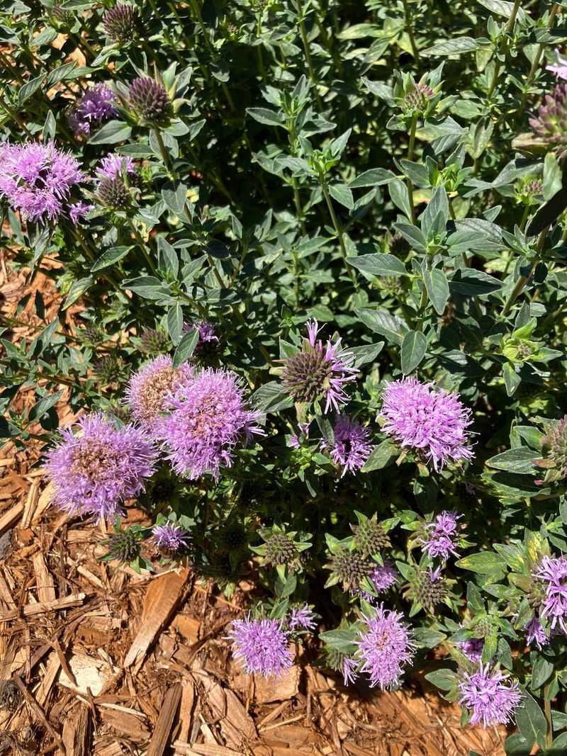 Coyote Mint Fills In Before Next Summer Coyote Mint Fills In Before Next Summer