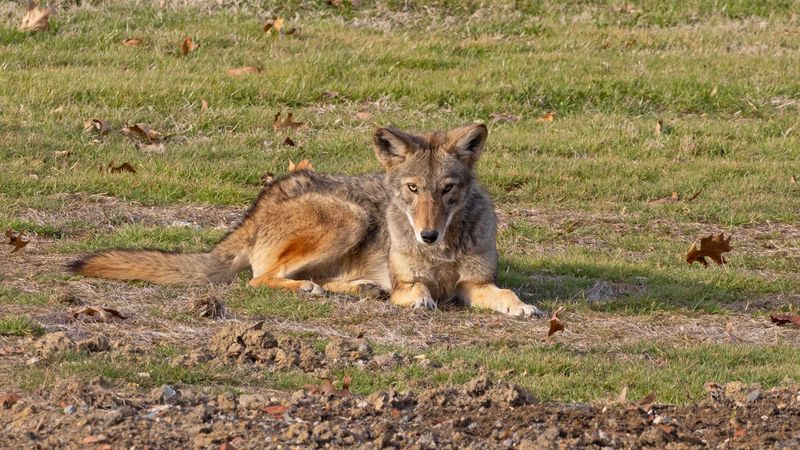 Coyotes Are Often Most Active After The Sun Goes Down Coyotes Are Often Most Active After The Sun Goes Down