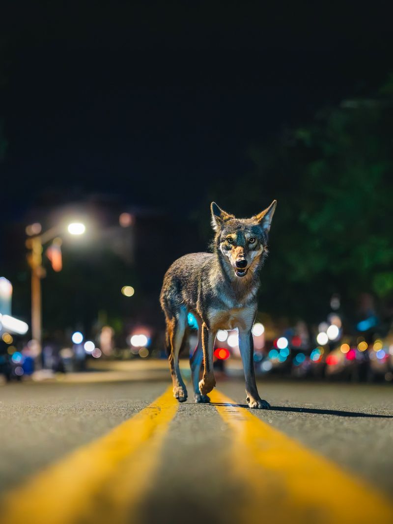 Coyotes May Be Passing Through Looking For Food