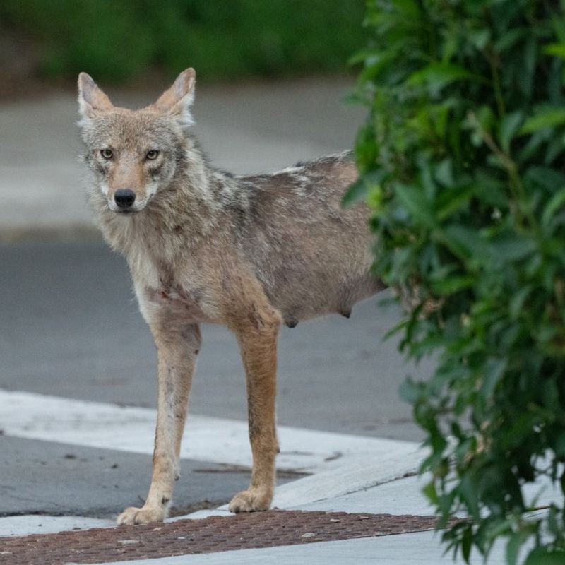 Coyotes Now Live Throughout Pennsylvania Coyotes Now Live Throughout Pennsylvania