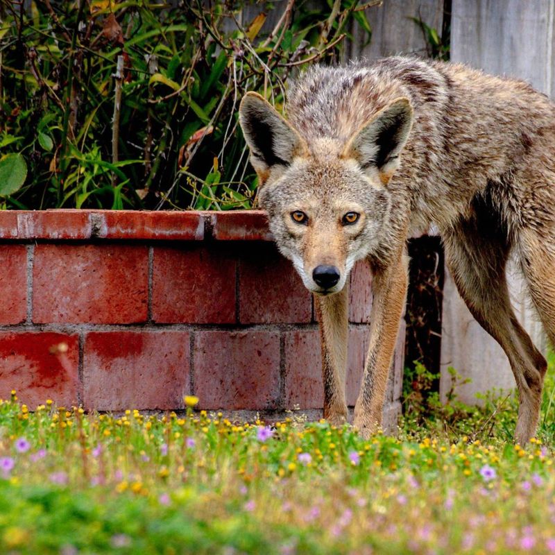 Coyotes Usually Prefer Avoiding People