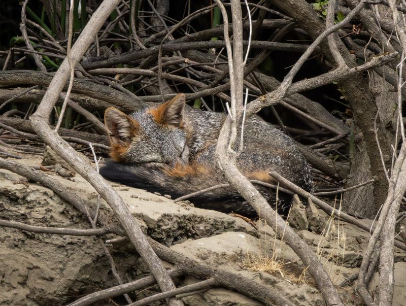 Cozy Hideouts Look Perfect For Chilly Naps Cozy Hideouts Look Perfect For Chilly Naps