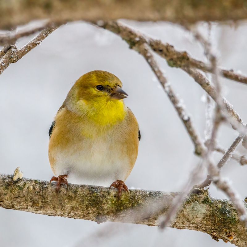 Cozy Winter Feathers And A Golden Spring Return