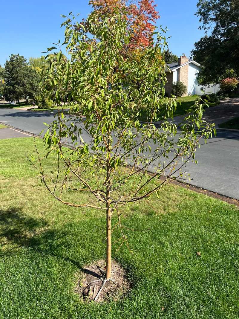 Crabapple Brings Blossoms And Bird Snacks