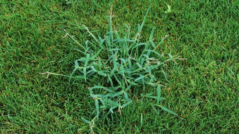 Crabgrass Can Flower Below Your Mower Deck