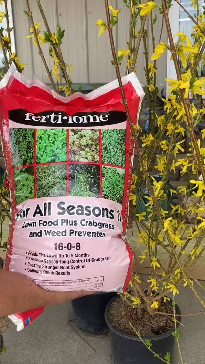 Crabgrass Prevention Timed To Blooming Forsythia Crabgrass Prevention Timed To Blooming Forsythia