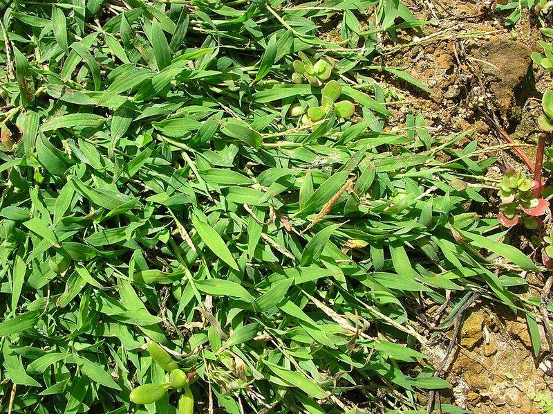 Crabgrass Sneaks Across Summer Lawns Crabgrass Sneaks Across Summer Lawns