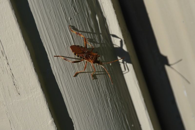 Cracks Around Windows Give Them Easy Entry