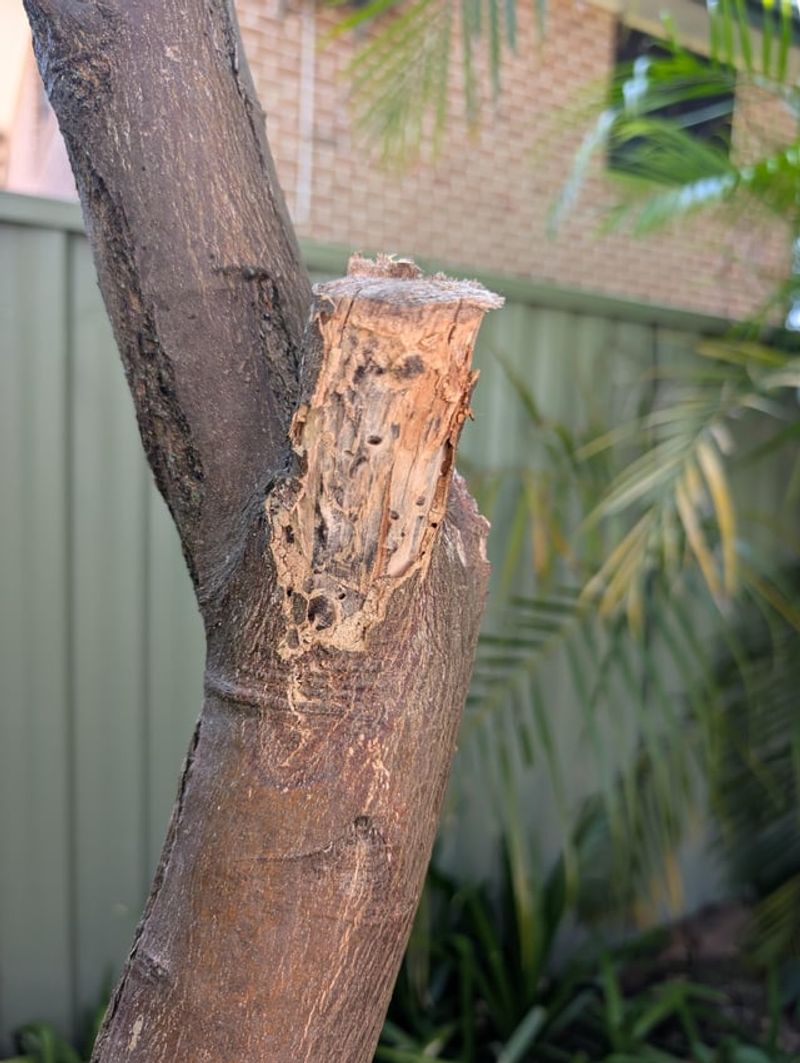 Cracks Invite Secondary Pests And Rot