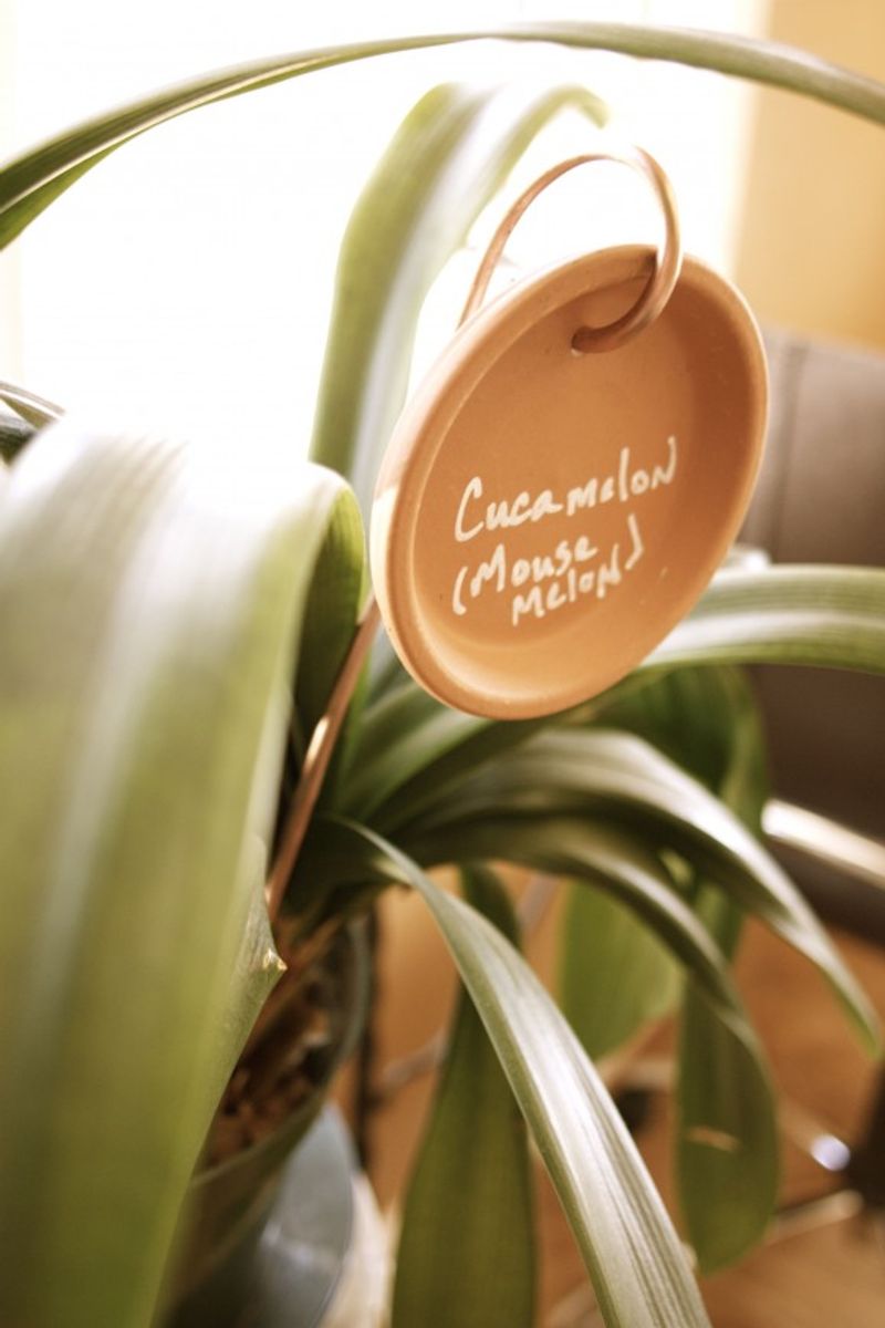 Craft Painted Decorative Plant Labels
