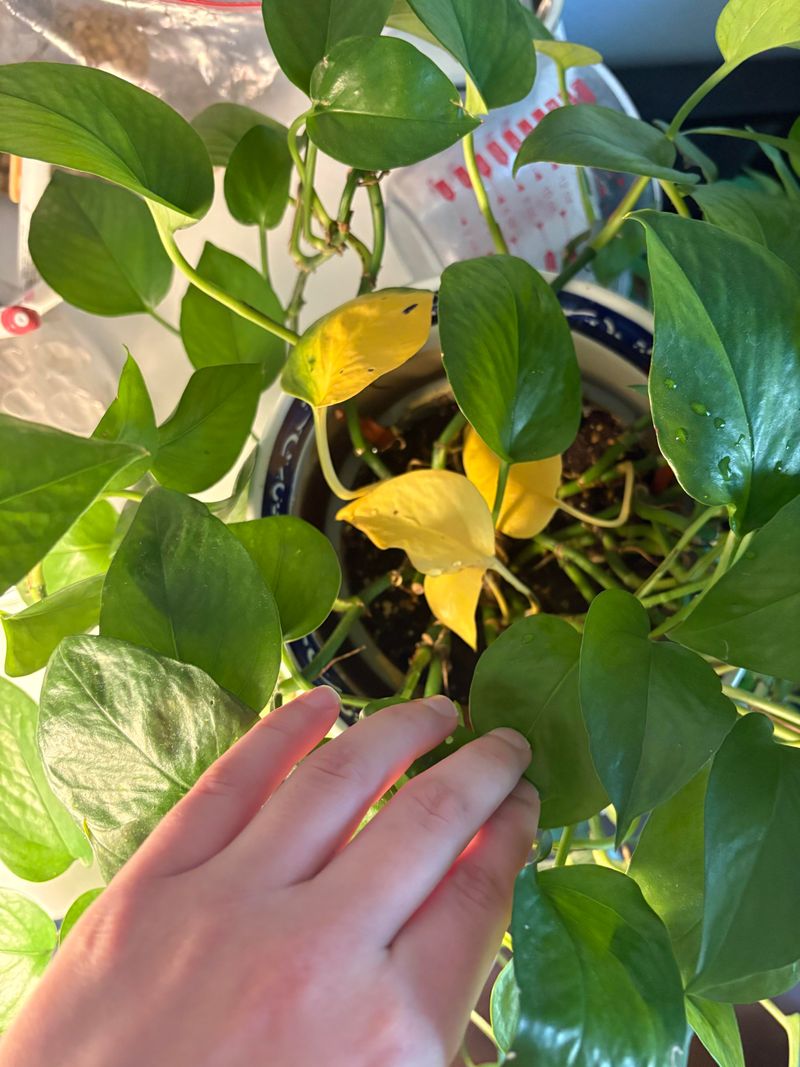 Cramped Roots Need More Space