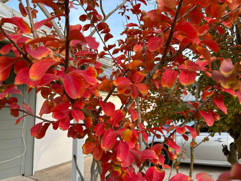 Crape Myrtle Adds Color After Summer Flowers Fade Crape Myrtle Adds Color After Summer Flowers Fade