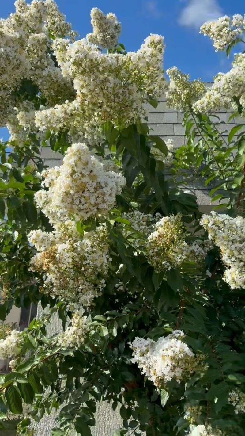 Crape Myrtle