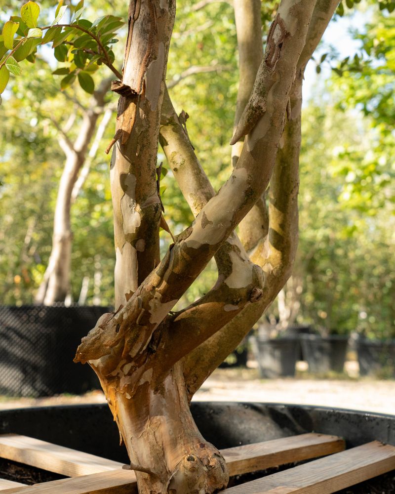 Crape Myrtles Naturally Shed Their Outer Bark Crape Myrtles Naturally Shed Their Outer Bark