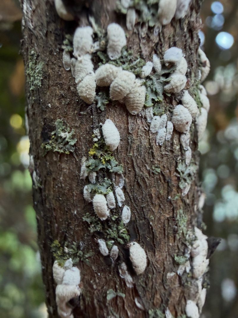 Crapemyrtle Bark Scale Is The Pest To Watch