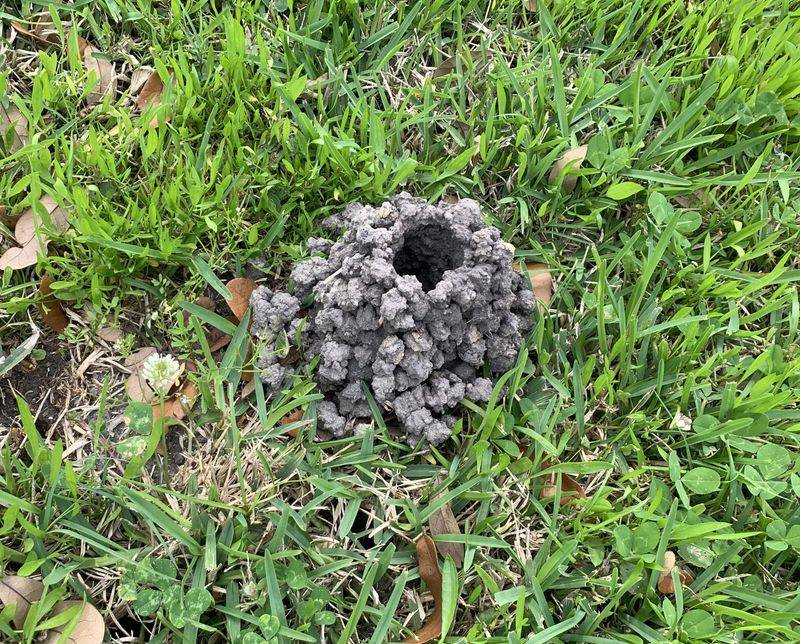 Crawfish Build Chimneys In Soggy Spots