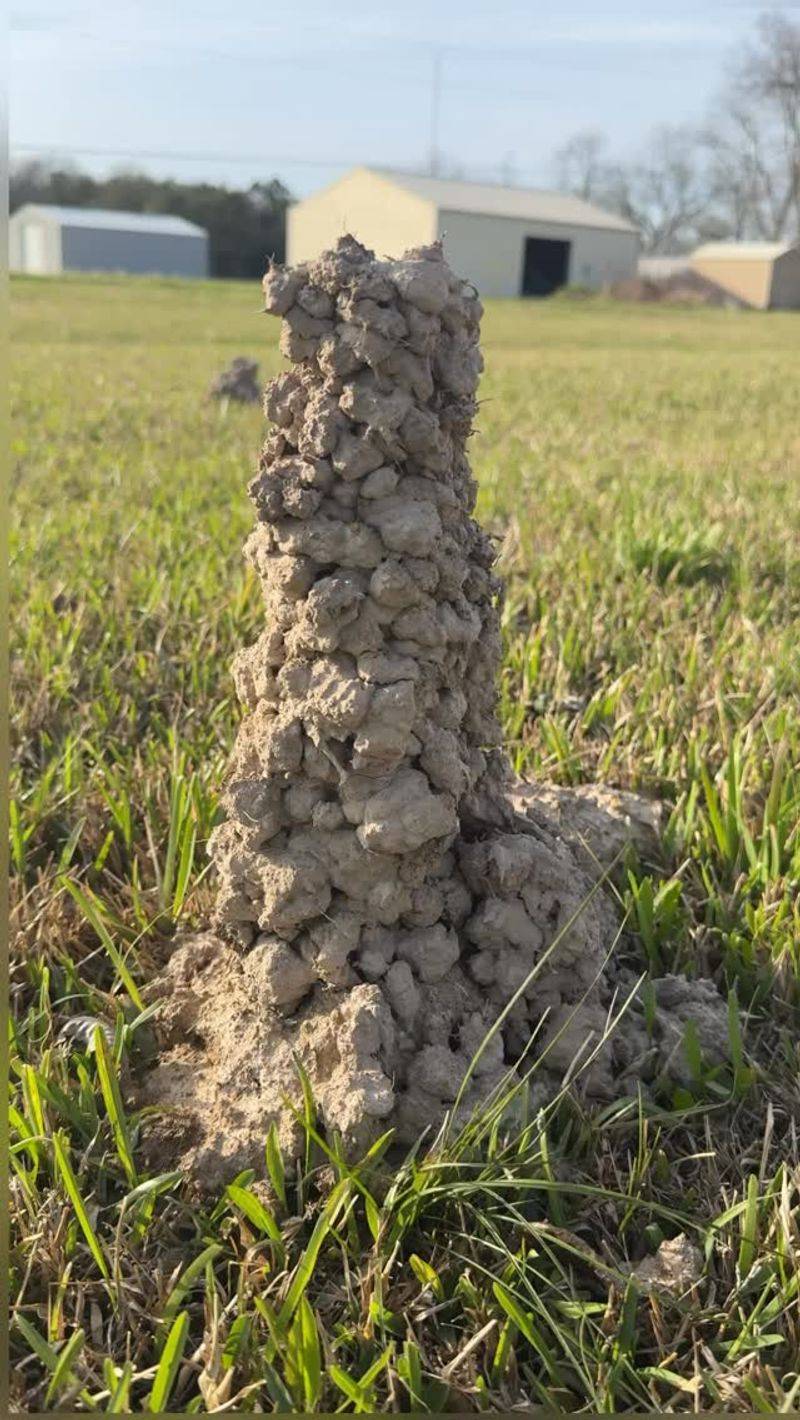 Crawfish Building Mud Chimneys Crawfish Building Mud Chimneys