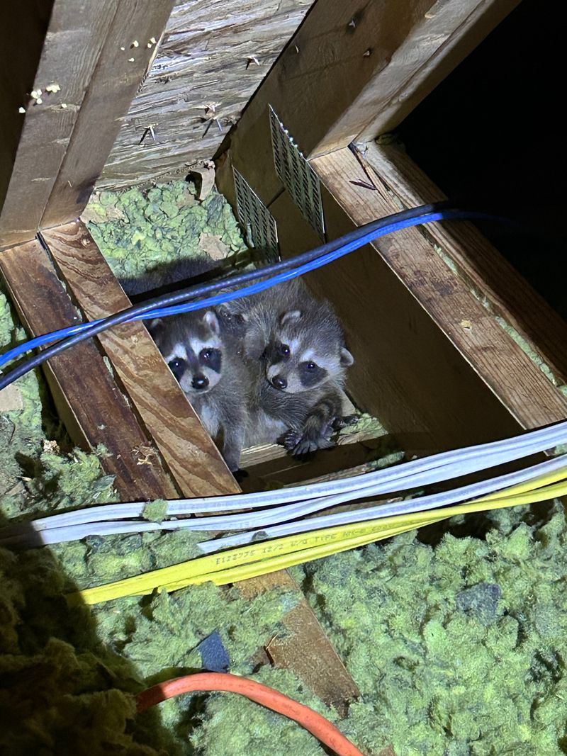 Crawl Spaces And Decks As Winter Real Estate