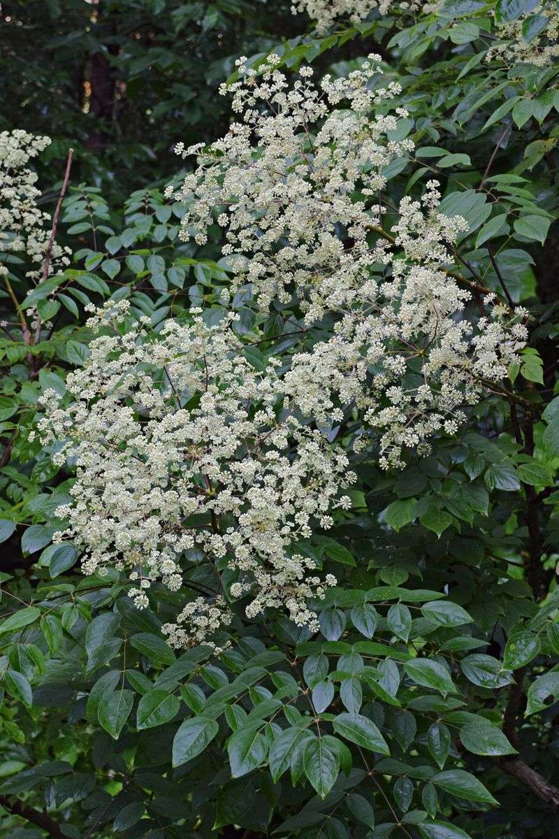 Creamy White Flowers Create An Impressive Summer Display Creamy White Flowers Create An Impressive Summer Display