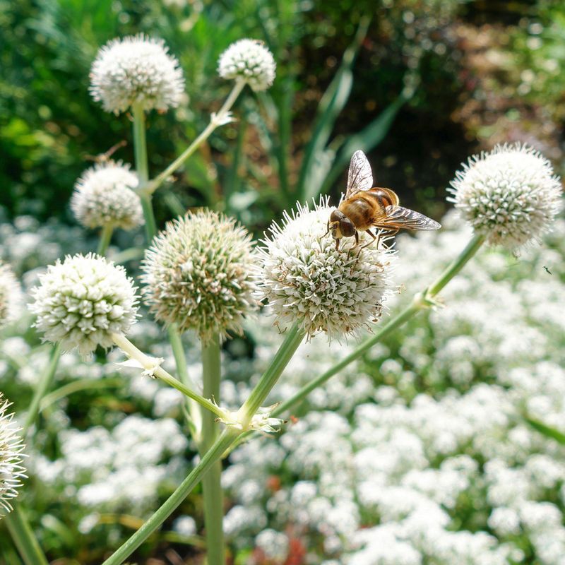 Create A Bee-Friendly Winter Garden