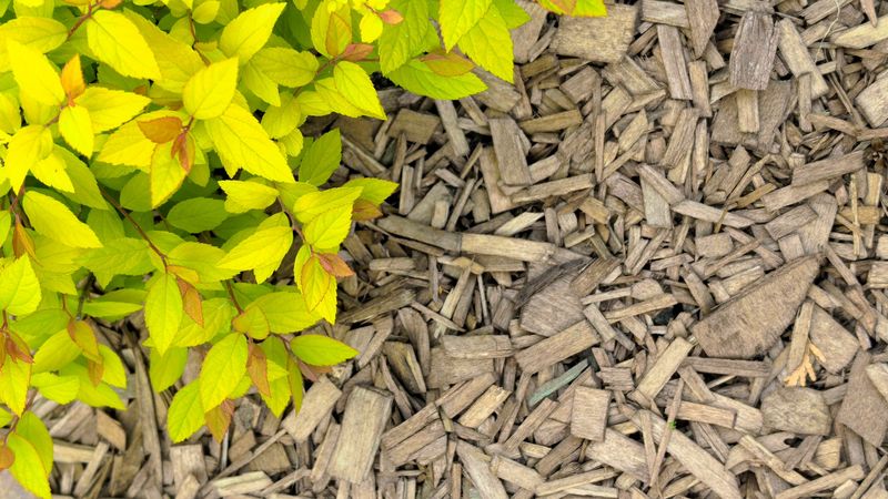 Create A Clear Buffer Between The Lawn And The Woods To Reduce Tick Encounters