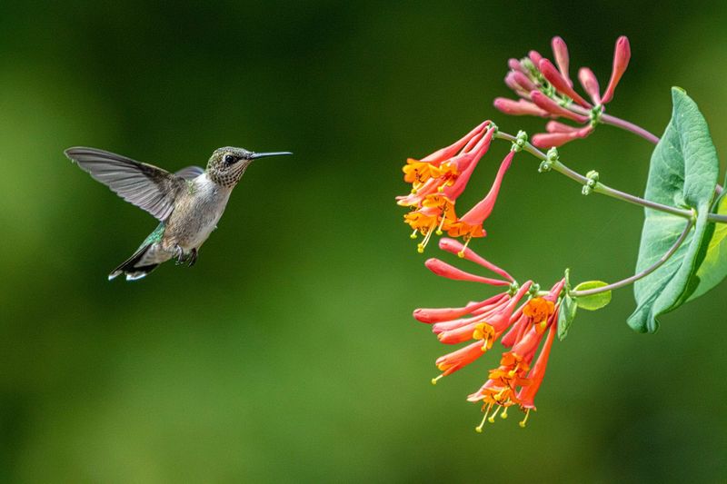 Create A Migration Friendly Backyard Create A Migration Friendly Backyard