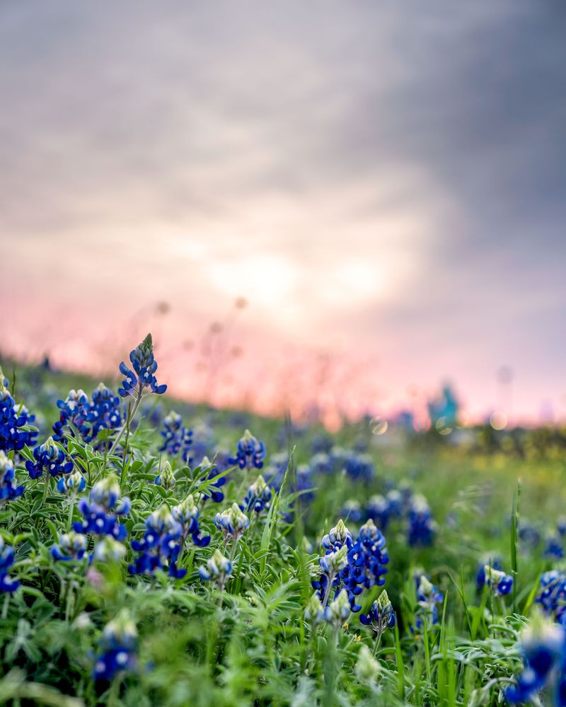 Create A More Natural Spring Display