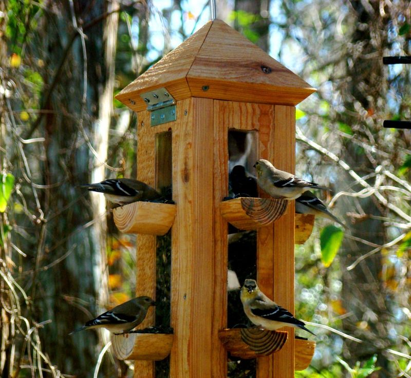 Create A Safer Feeding Zone For Florida Birds Create A Safer Feeding Zone For Florida Birds