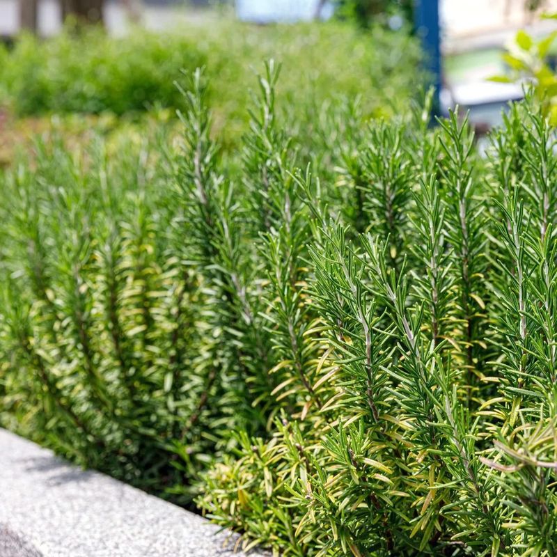 Create A Tick-Reduced Garden Zone Create A Tick-Reduced Garden Zone
