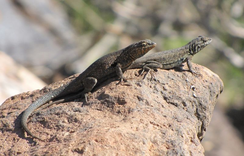 Create Lizard-Friendly Habitat Without Provisioning Wildlife