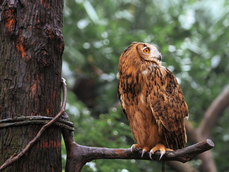 Create Perches Where Owls Can Watch The Yard Create Perches Where Owls Can Watch The Yard