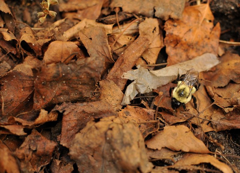 Create Shelter For Overwintering Insects